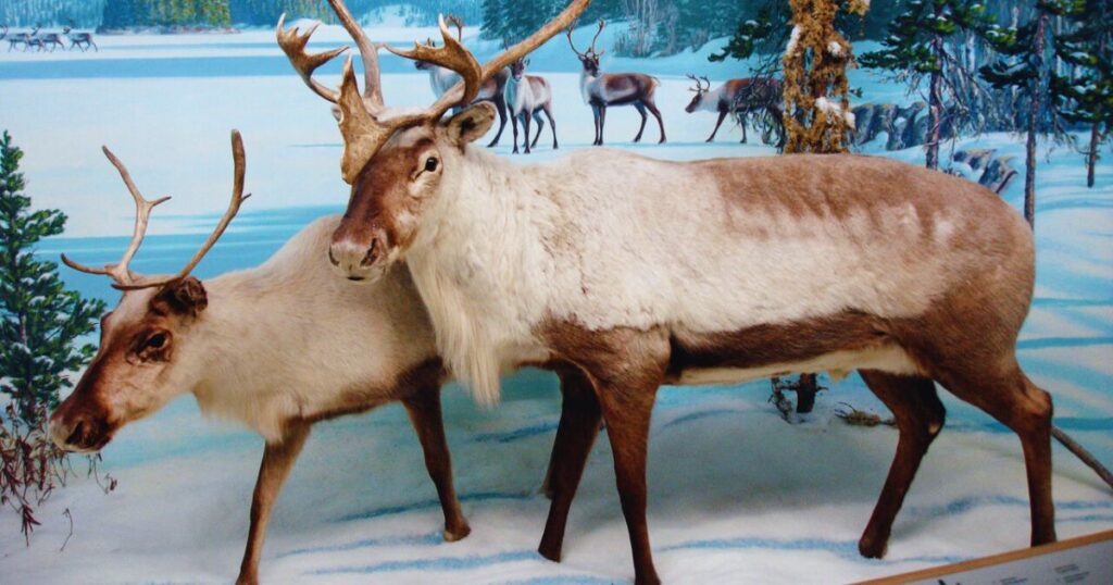 Top 10 Most Dangerous Animals In Alaska